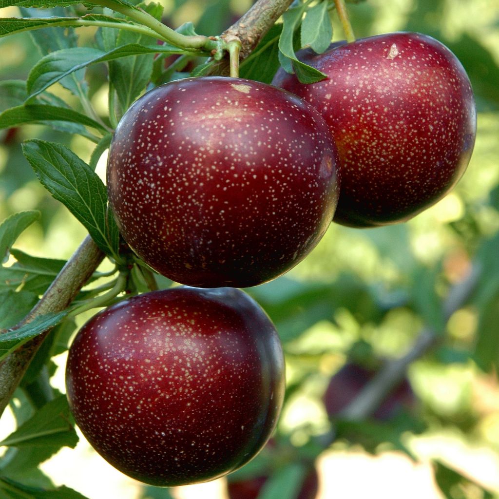 Pluot Purple Candy - Prunus