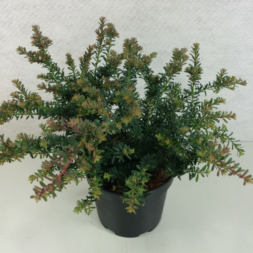 Podocarpus lawrencii Blue Gem - Steineibe