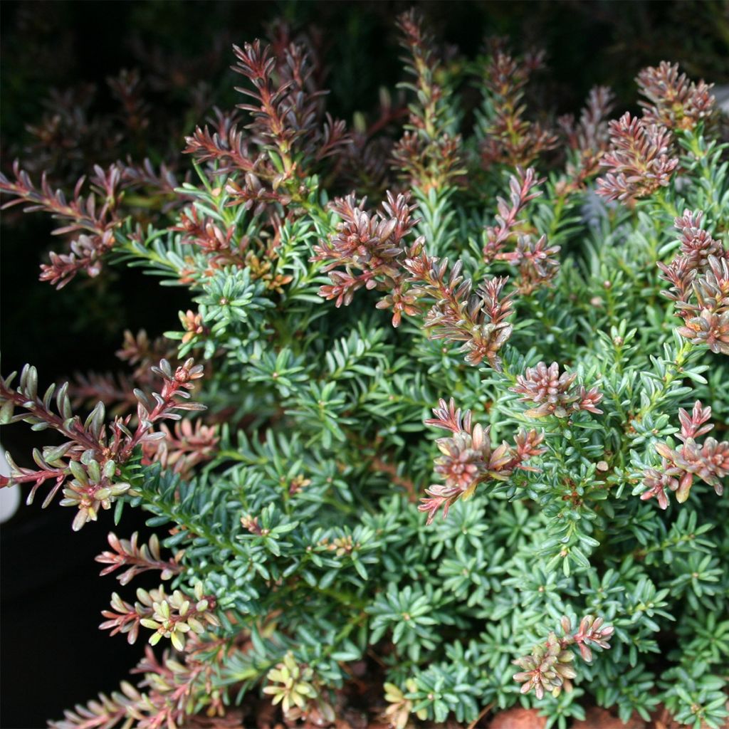 Podocarpus lawrencei Red Tip - Steineibe