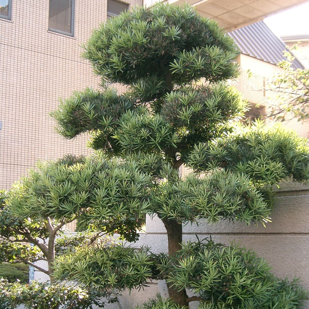 Podocarpus macrophyllus - Großblättrige Steineibe