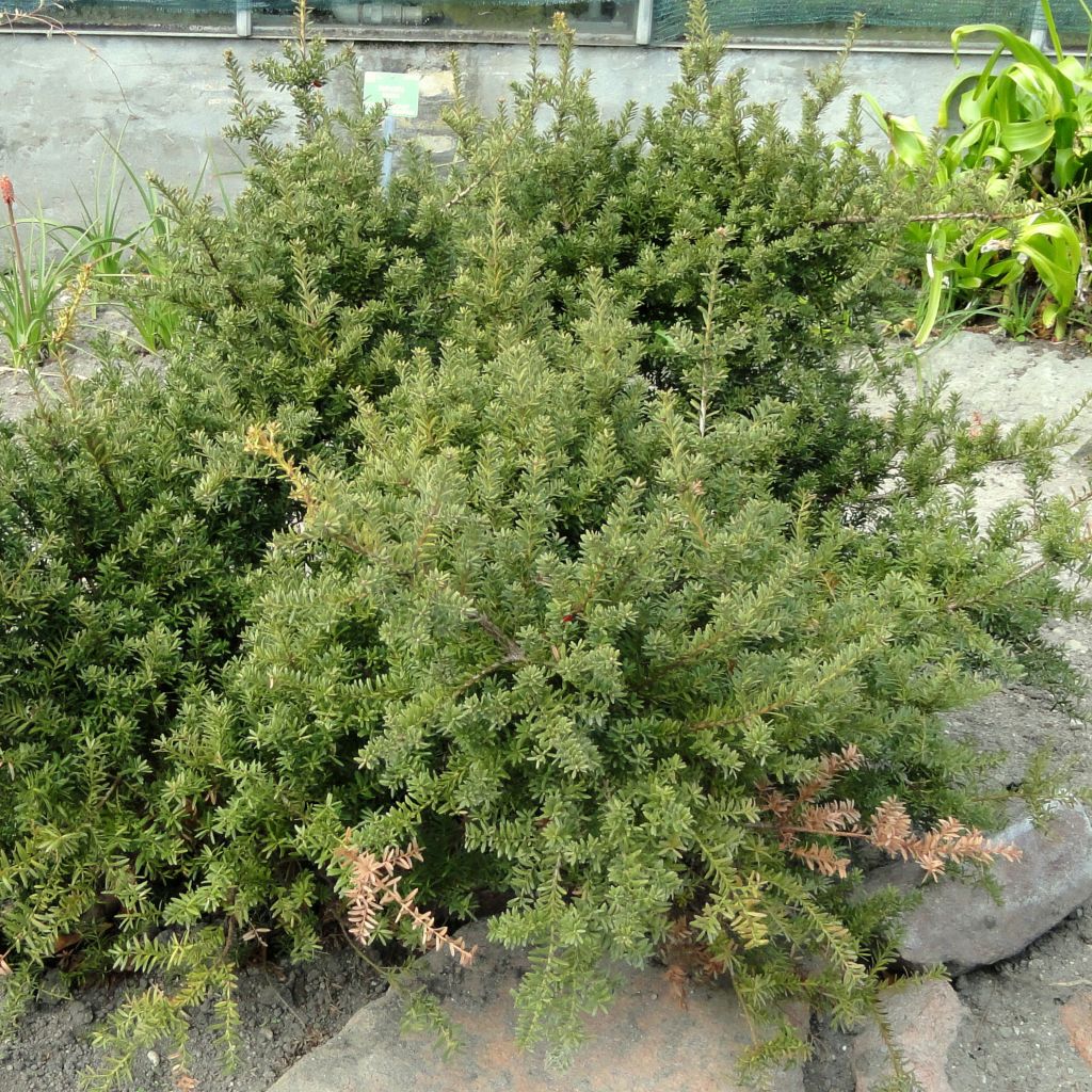 Podocarpus nivalis - Berg-Steineibe