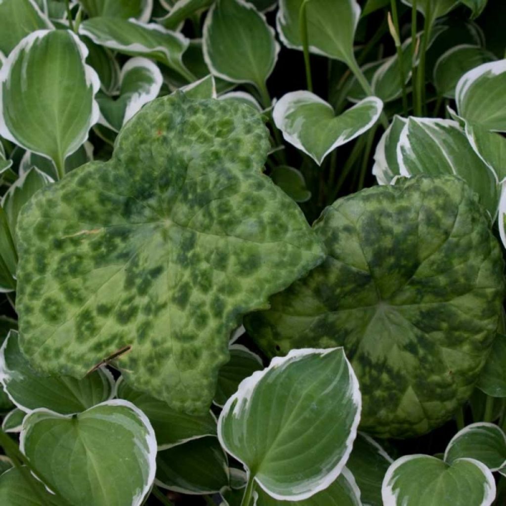 Podophyllum Spotty Dotty - Maiapfel