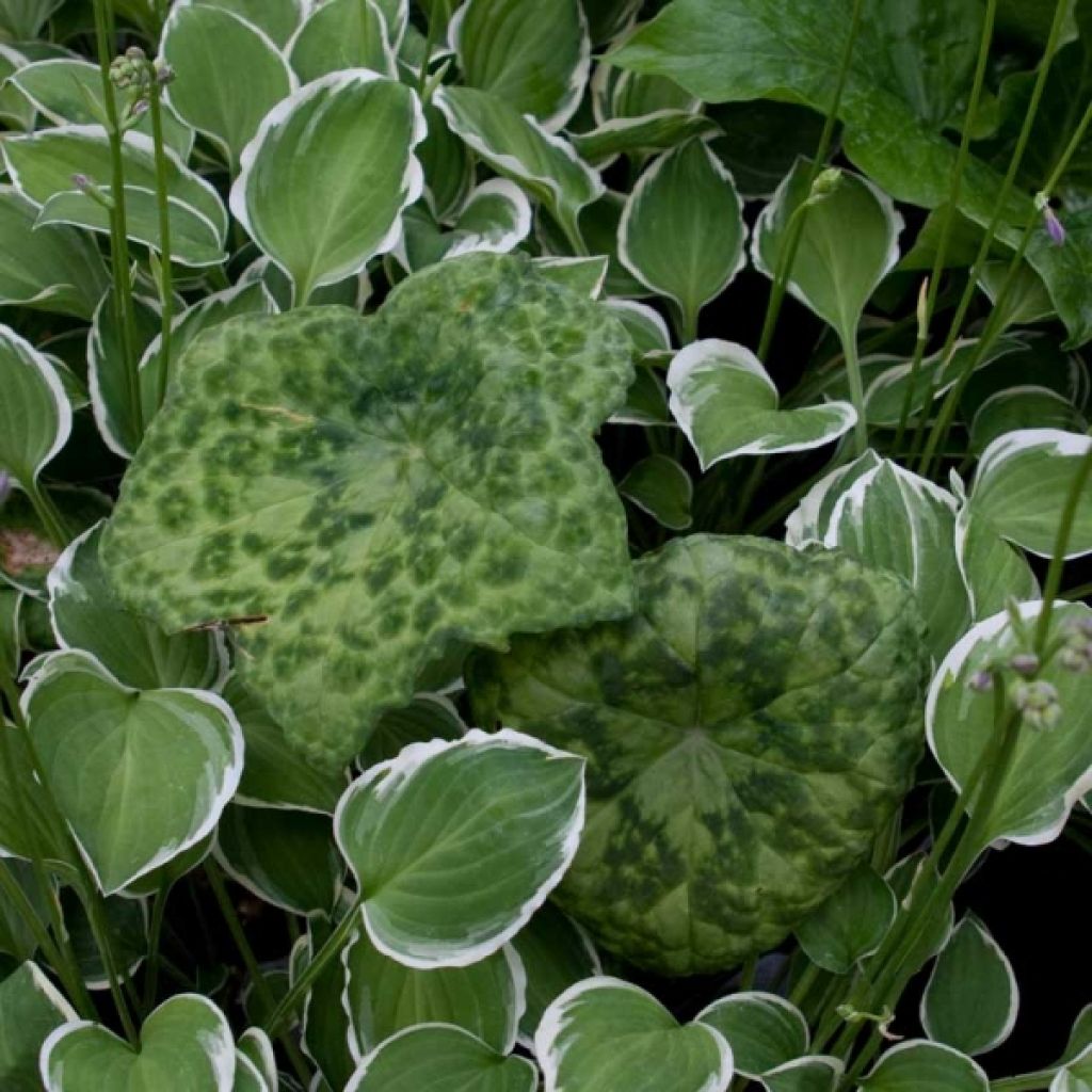 Podophyllum Spotty Dotty - Maiapfel