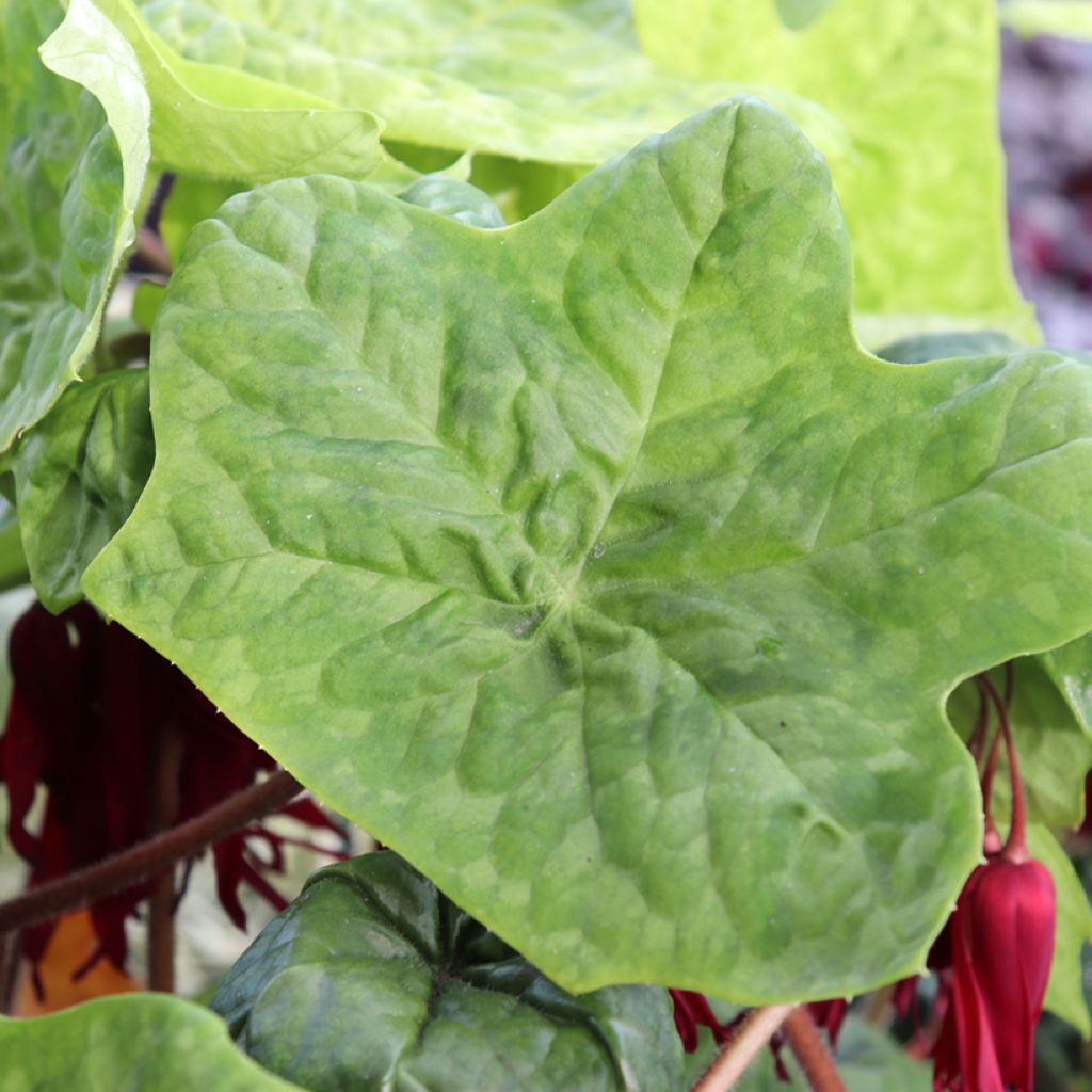 Podophyllum Spotty Dotty - Maiapfel