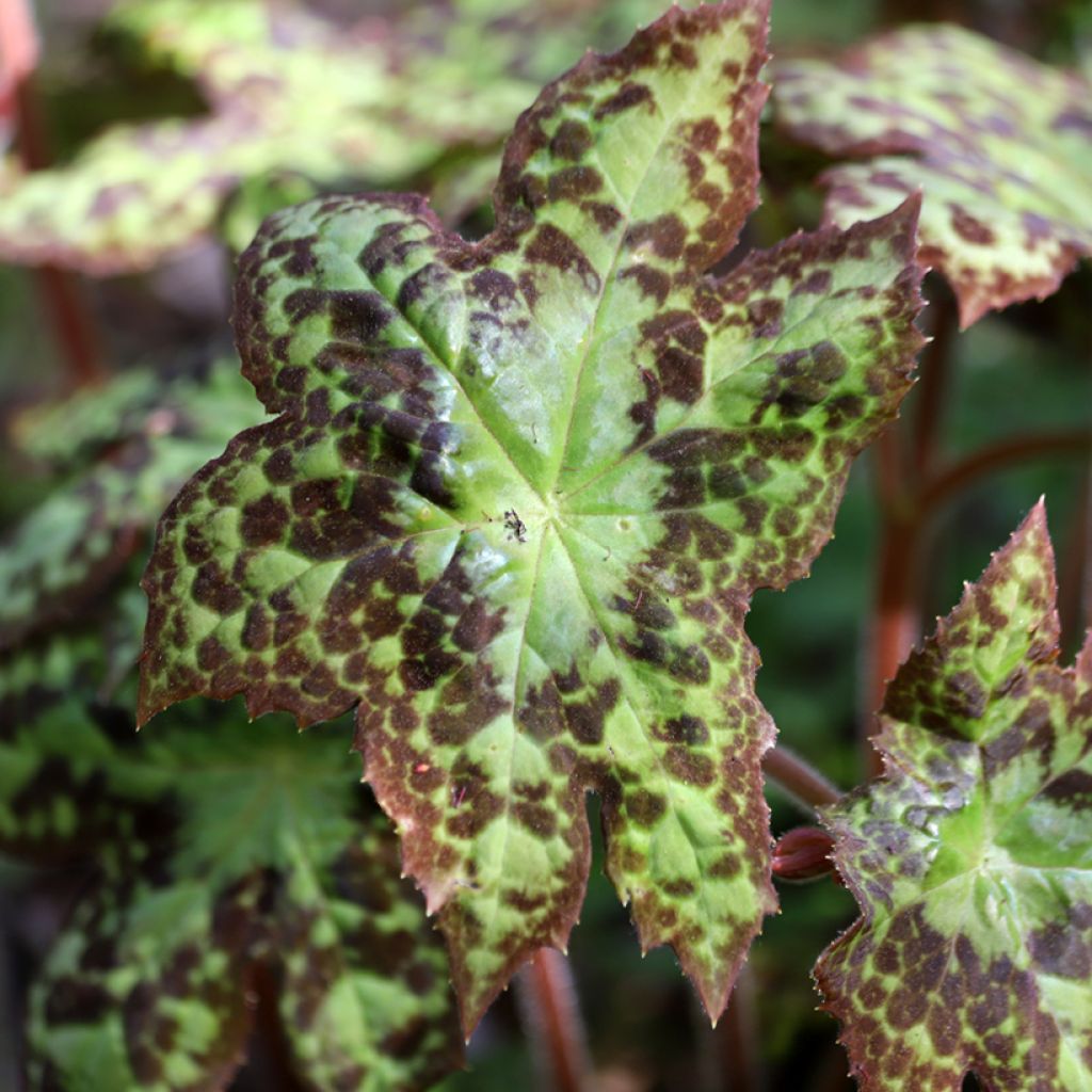 Podophyllum Spotty Dotty - Maiapfel