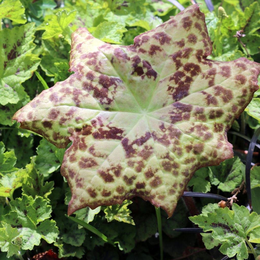 Podophyllum Spotty Dotty - Maiapfel