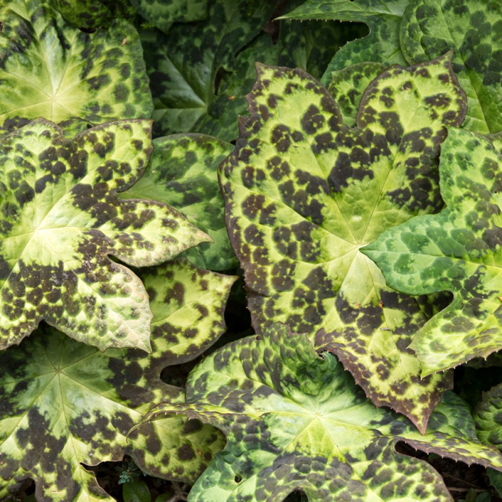 Podophyllum Spotty Dotty - Maiapfel