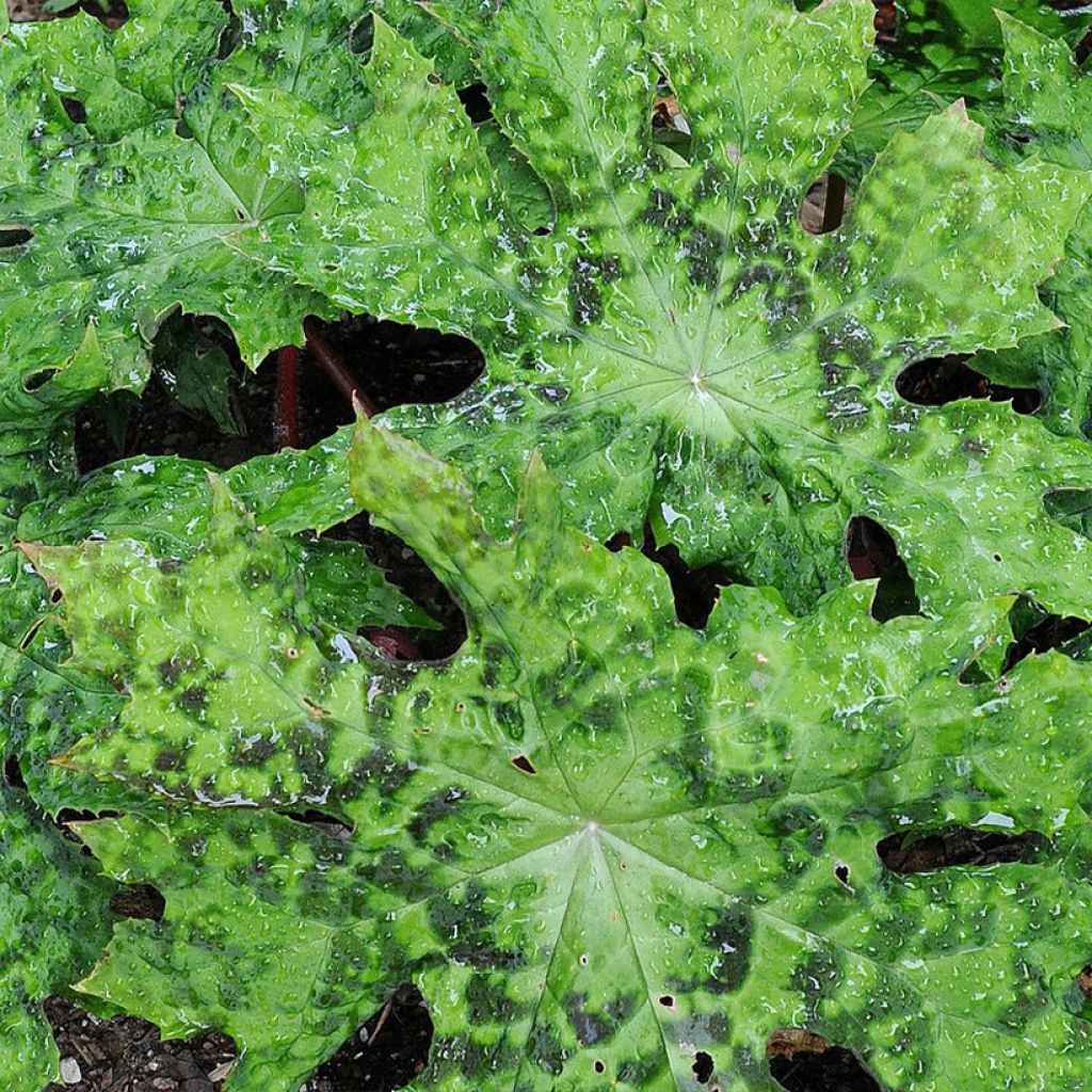 Podophyllum delavayi - Delavays Maiapfel