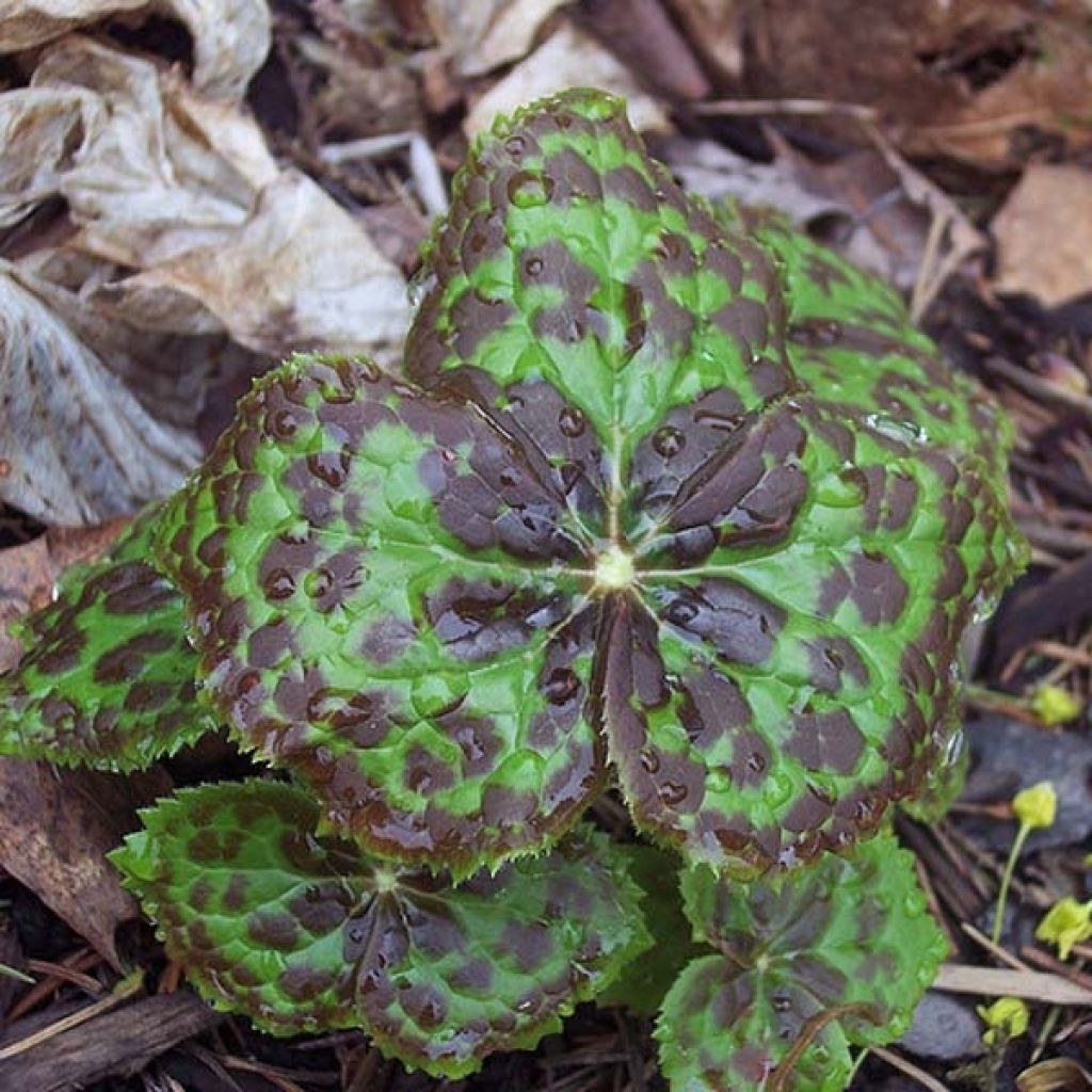 Podophyllum hexandrum - Himalaya-Maiapfel