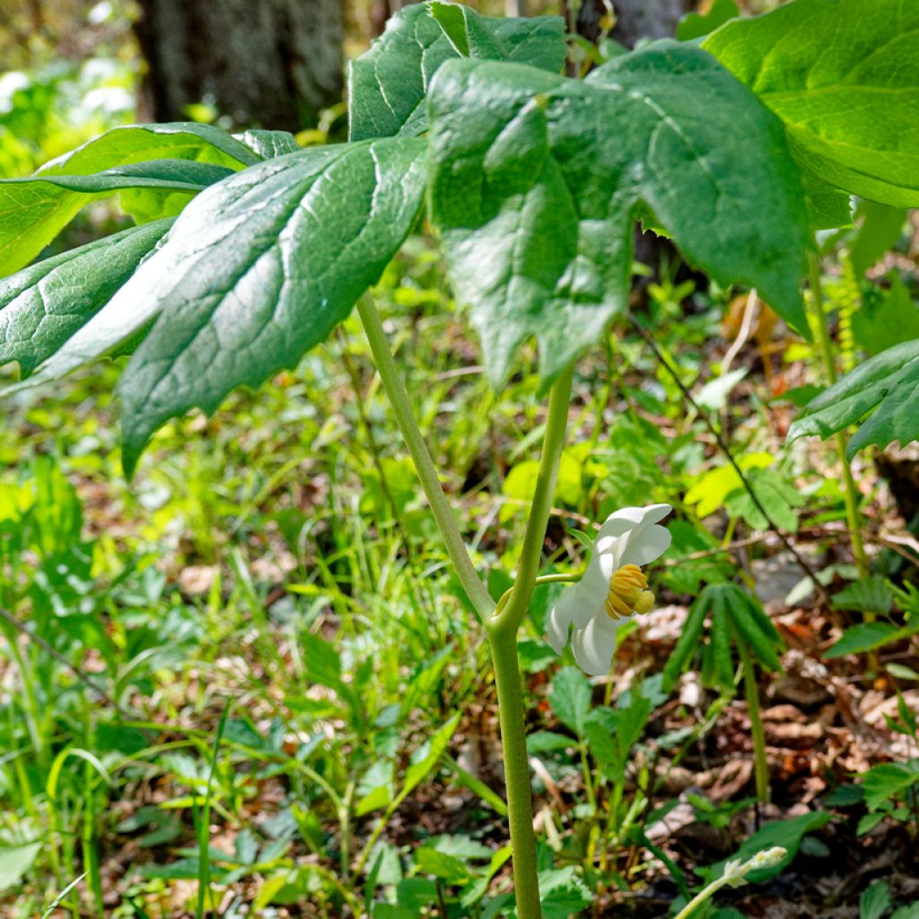 Podophyllum peltatum - Maiapfel