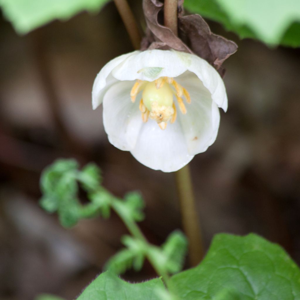 Podophyllum peltatum - Maiapfel