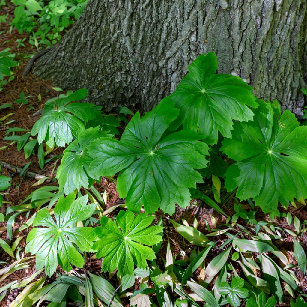 Podophyllum peltatum - Maiapfel