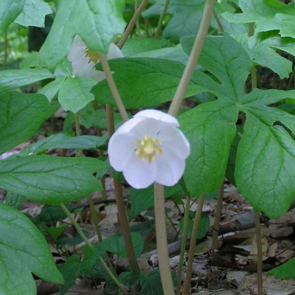 Podophyllum peltatum - Maiapfel