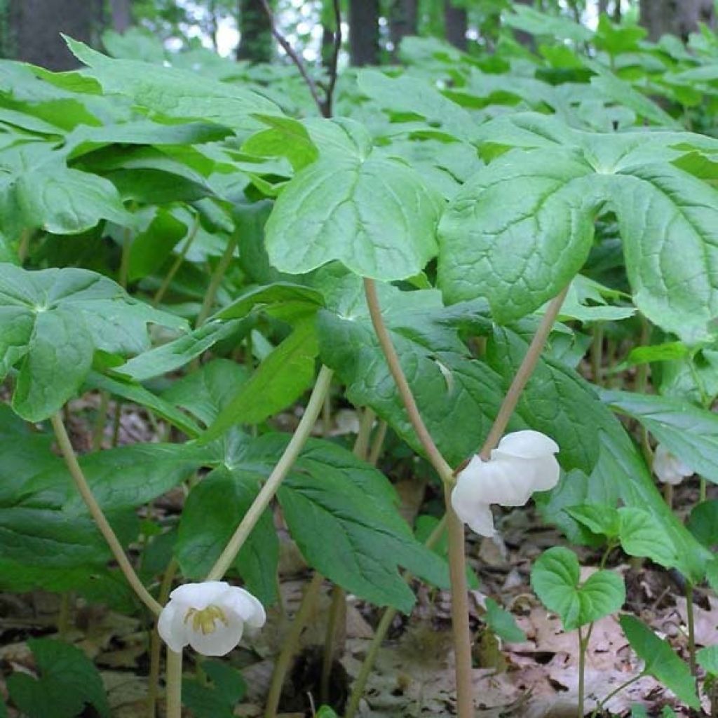 Podophyllum peltatum - Maiapfel