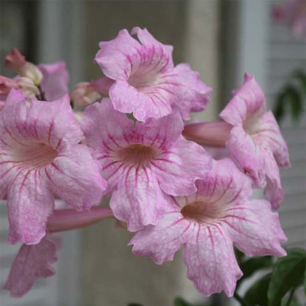 Podranea ricasoliana Comtesse Sarah - Trompetenwein