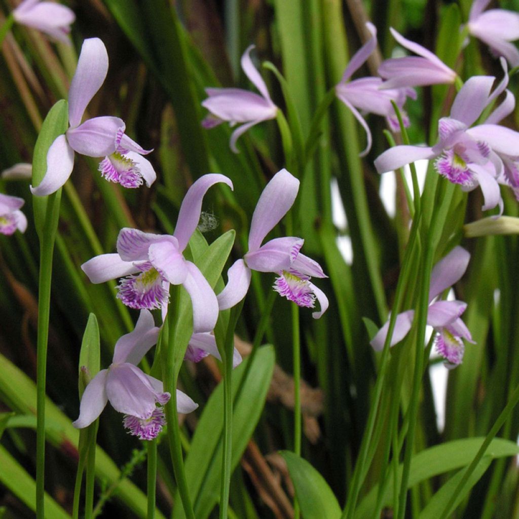 Pogonia ophioglossoides - Moorpogonie