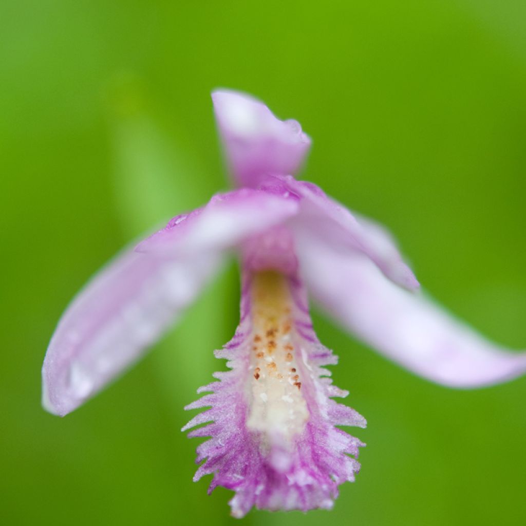 Pogonia ophioglossoides - Moorpogonie