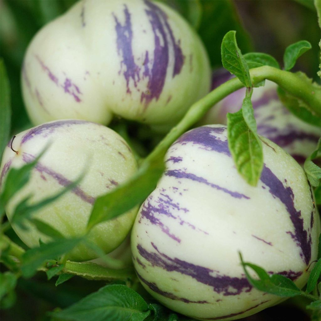 Pepino NT - Solanum muricatum