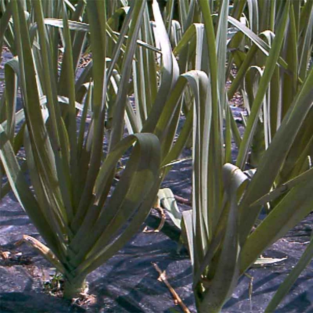 Ackerlauch Bio - Allium ampeloprasum