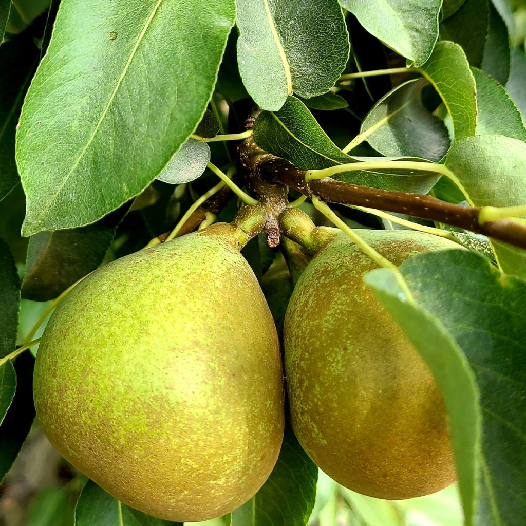 Birnbaum Bergamote Esperen - Pyrus communis