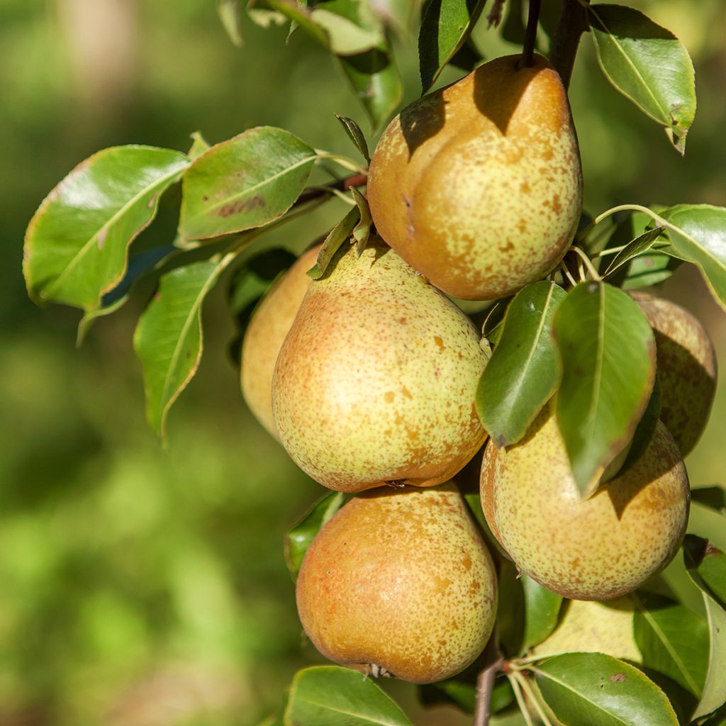 Birnbaum Beurre d'Angleterre - Pyrus communis