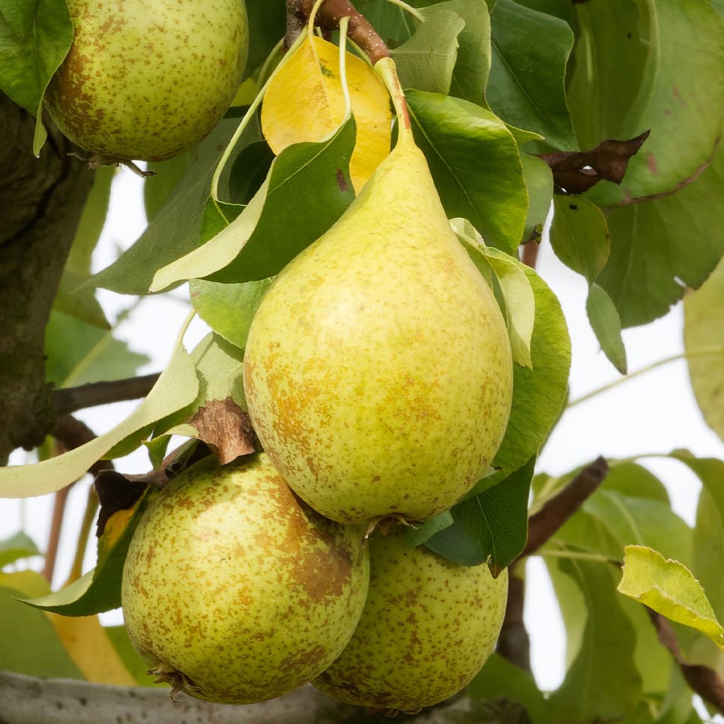 Birnbaum Beurré Superfin - Pyrus communis