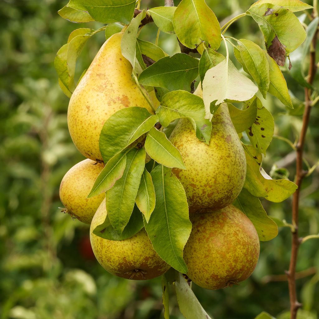 Birnbaum Beurré d’Amanlis - Pyrus communis