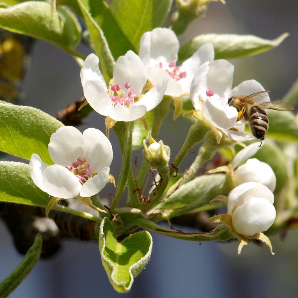 Poirier Charneux - Legipont - Pyrus communis - Buisson en racines nues