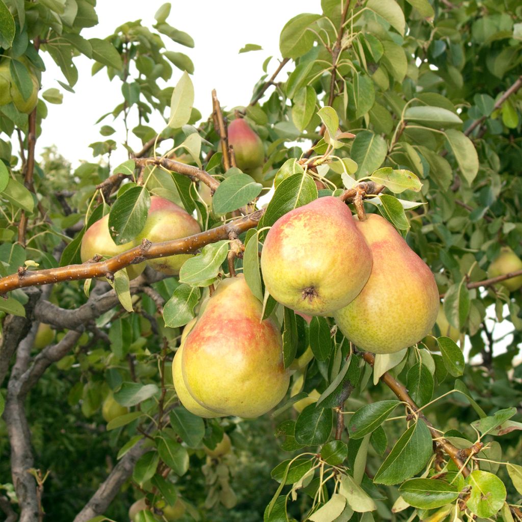 Birnbaum Clapp’s Favorite - Pyrus communis