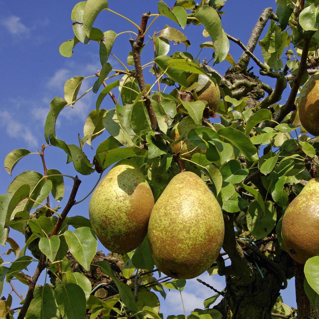 Birnbaum Comtesse de Paris - Pyrus communis