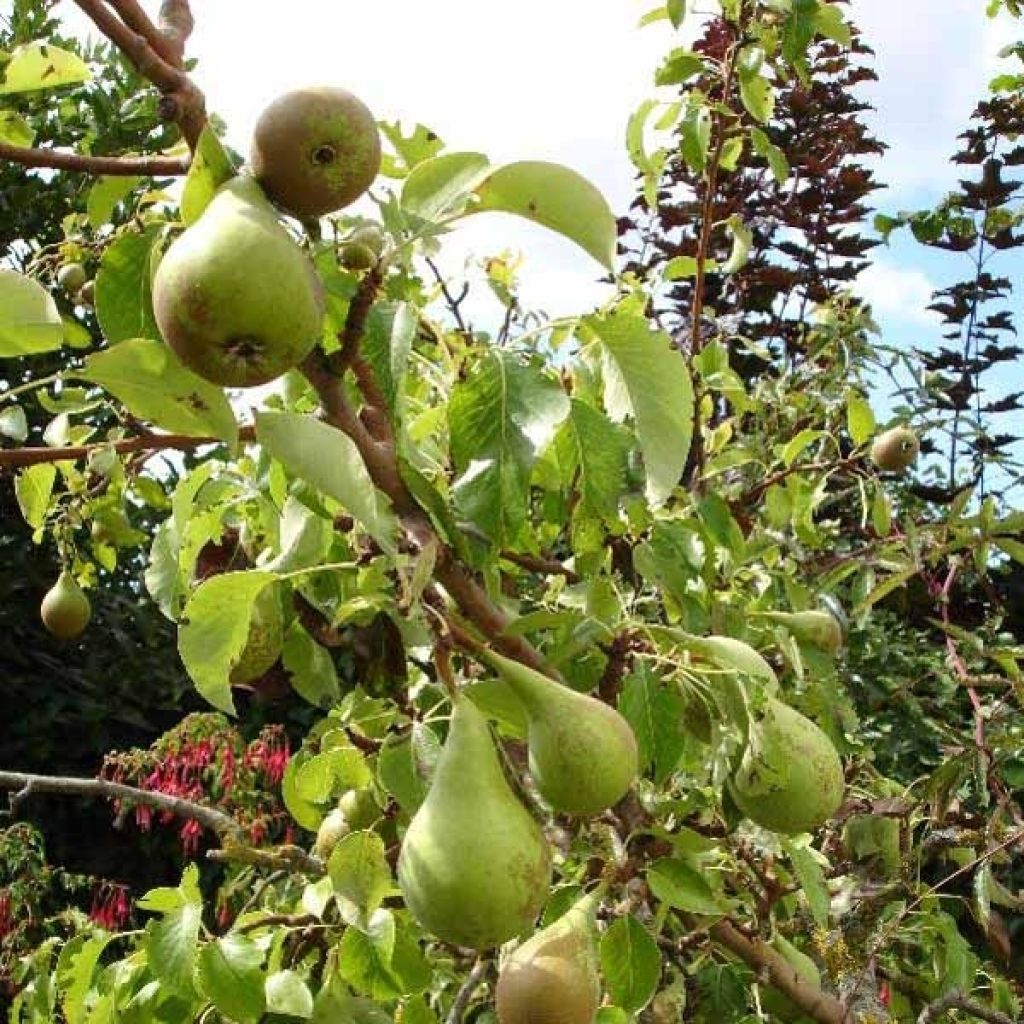 Birnbaum Conférence - Pyrus communis