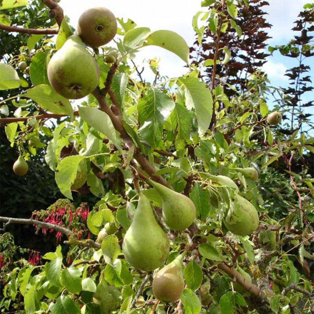 Birnbaum Conférence - Pyrus communis