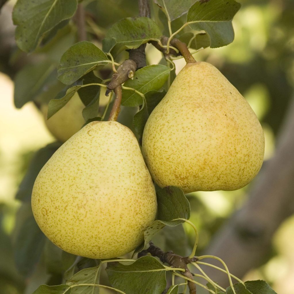 Birnbaum Delbardèlice 'Delété' - Pyrus communis