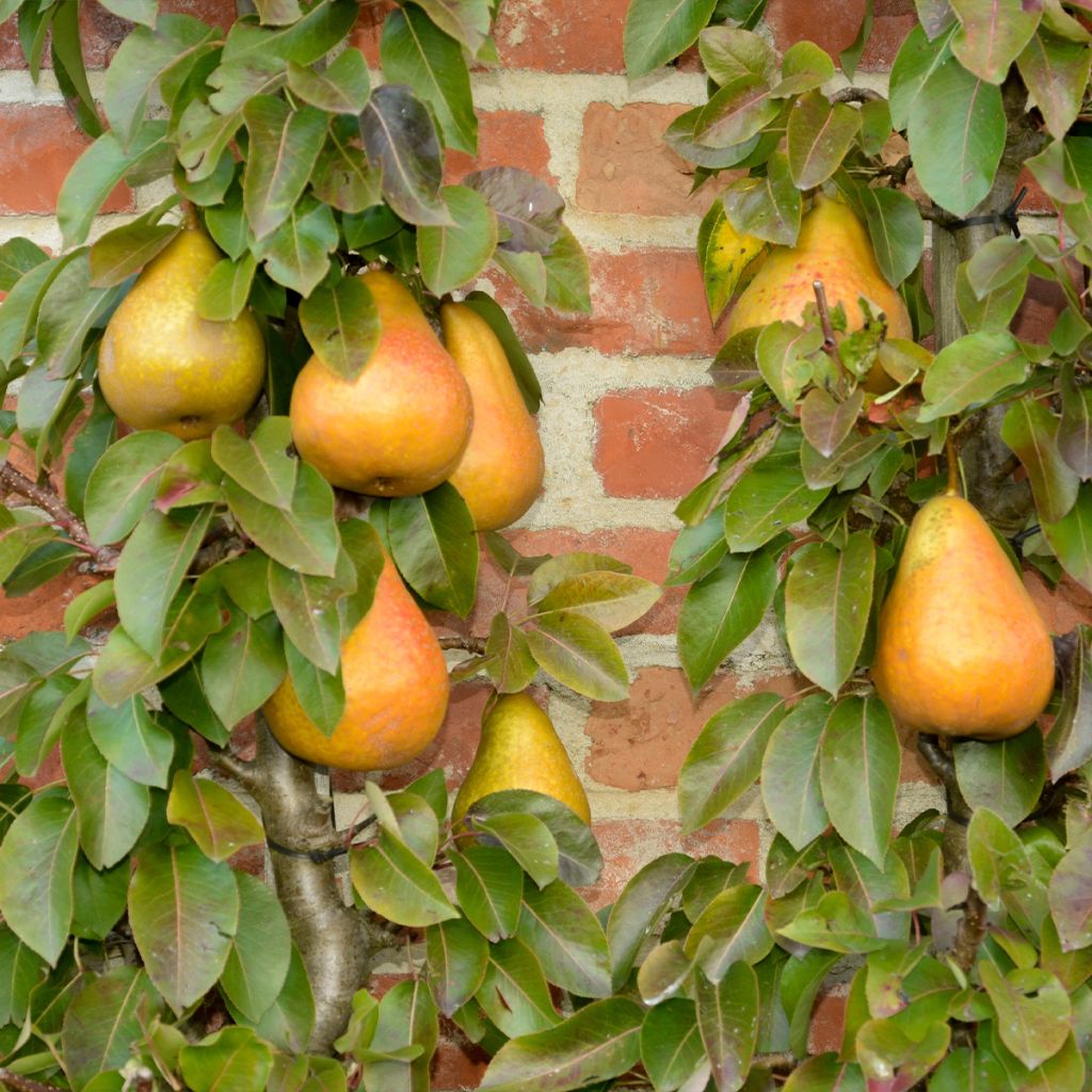 Birnbaum Durondeau - Pyrus communis