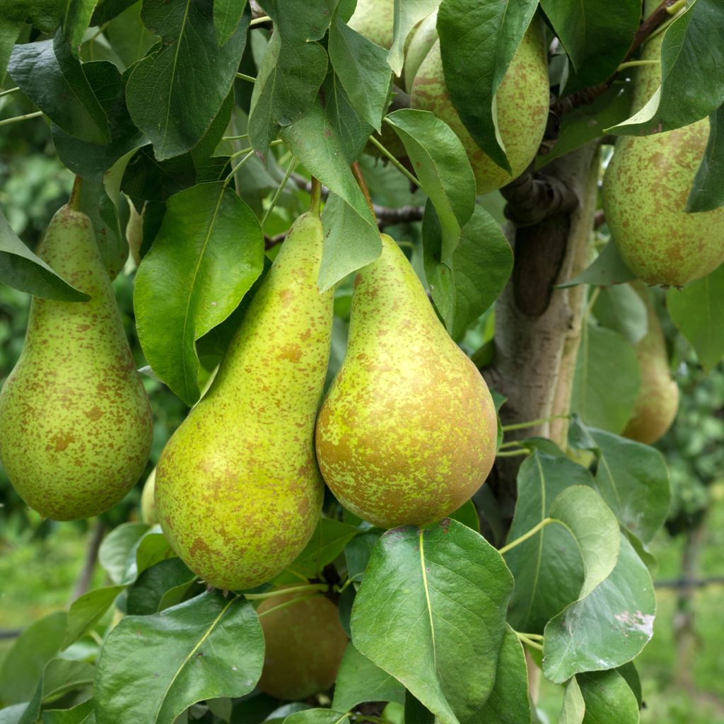 Birnbaum Fertilia Delbard Delwilmor - Pyrus communis