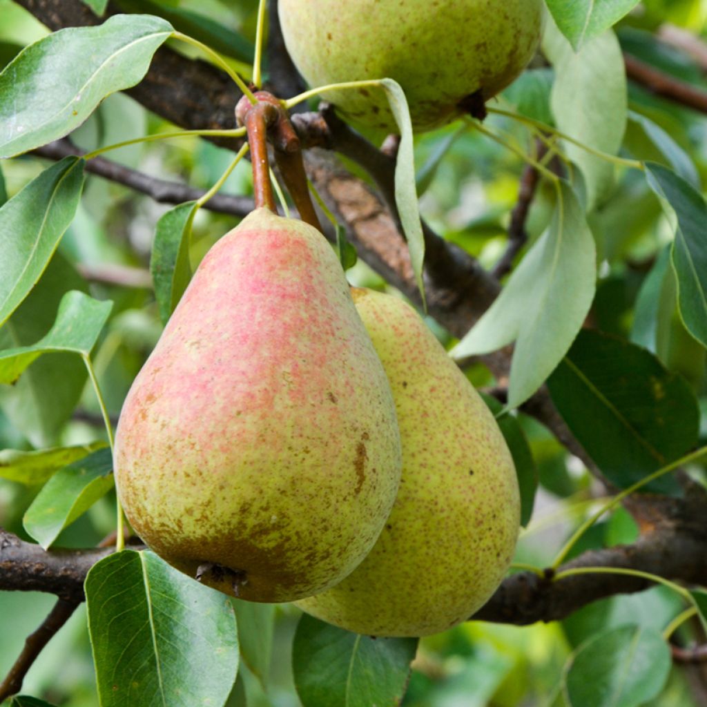 Birnbaum Figue d’Alençon Bio - Pyrus communis