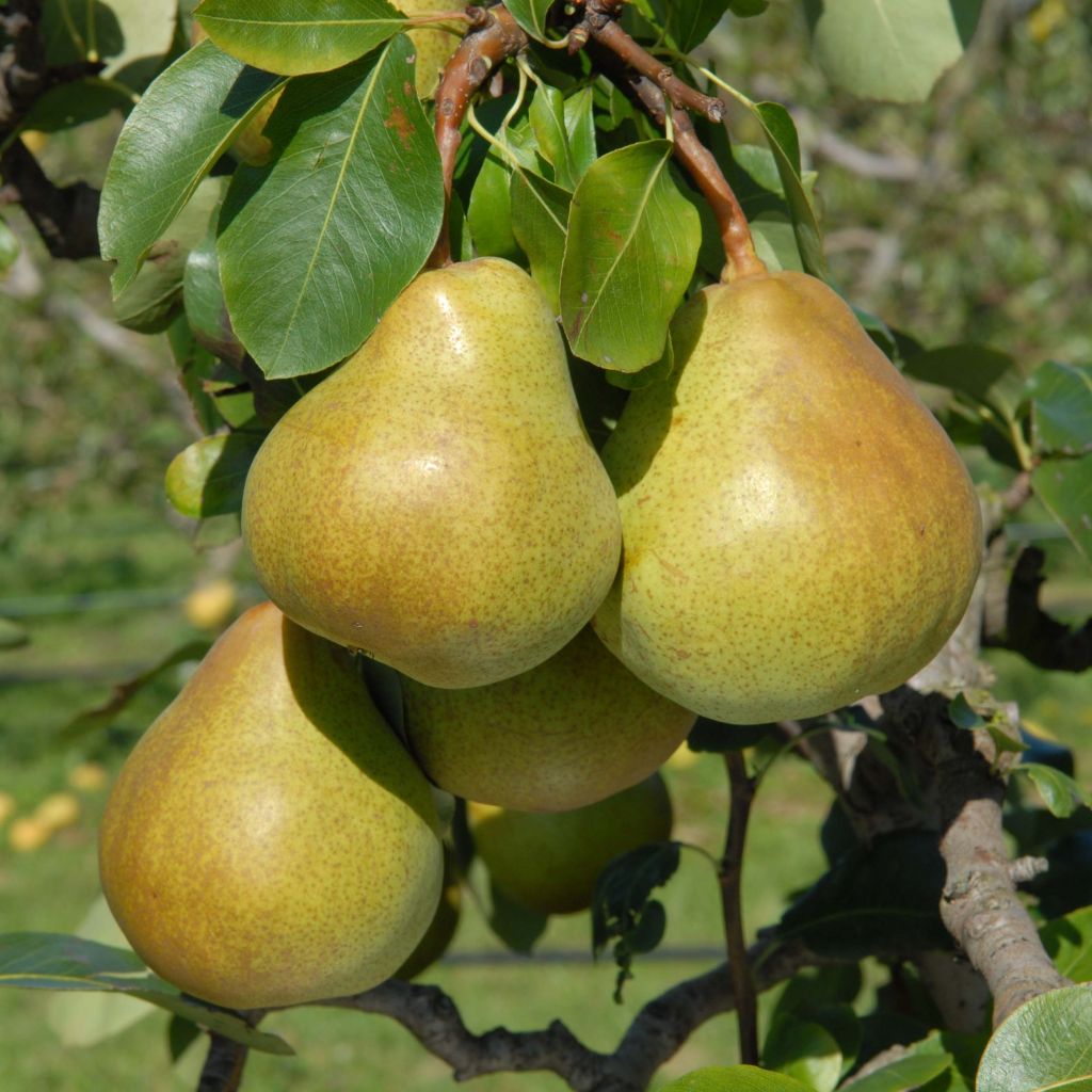 Zwergbirnbaum Belle Helene - Pyrus communis