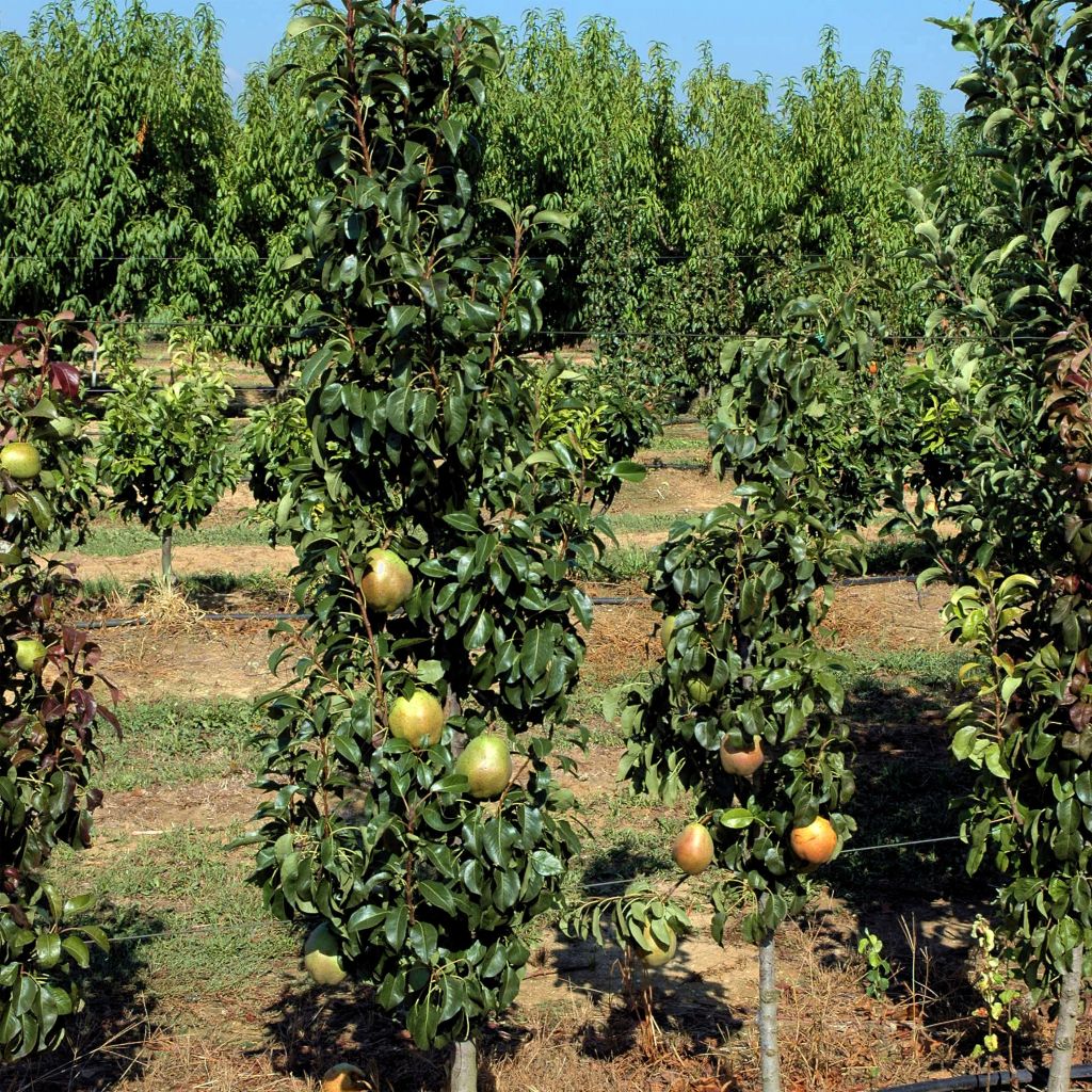 Säulenbirnbaum Obelus - Pyrus communis