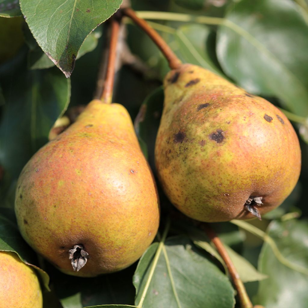 Birnbaum Poire de Fisée Bio - Pyrus communis