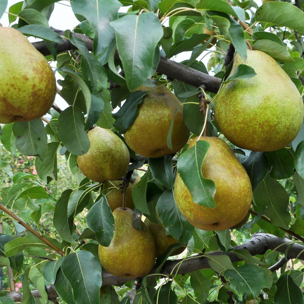 Birnbaum Président Héron - Pyrus communis