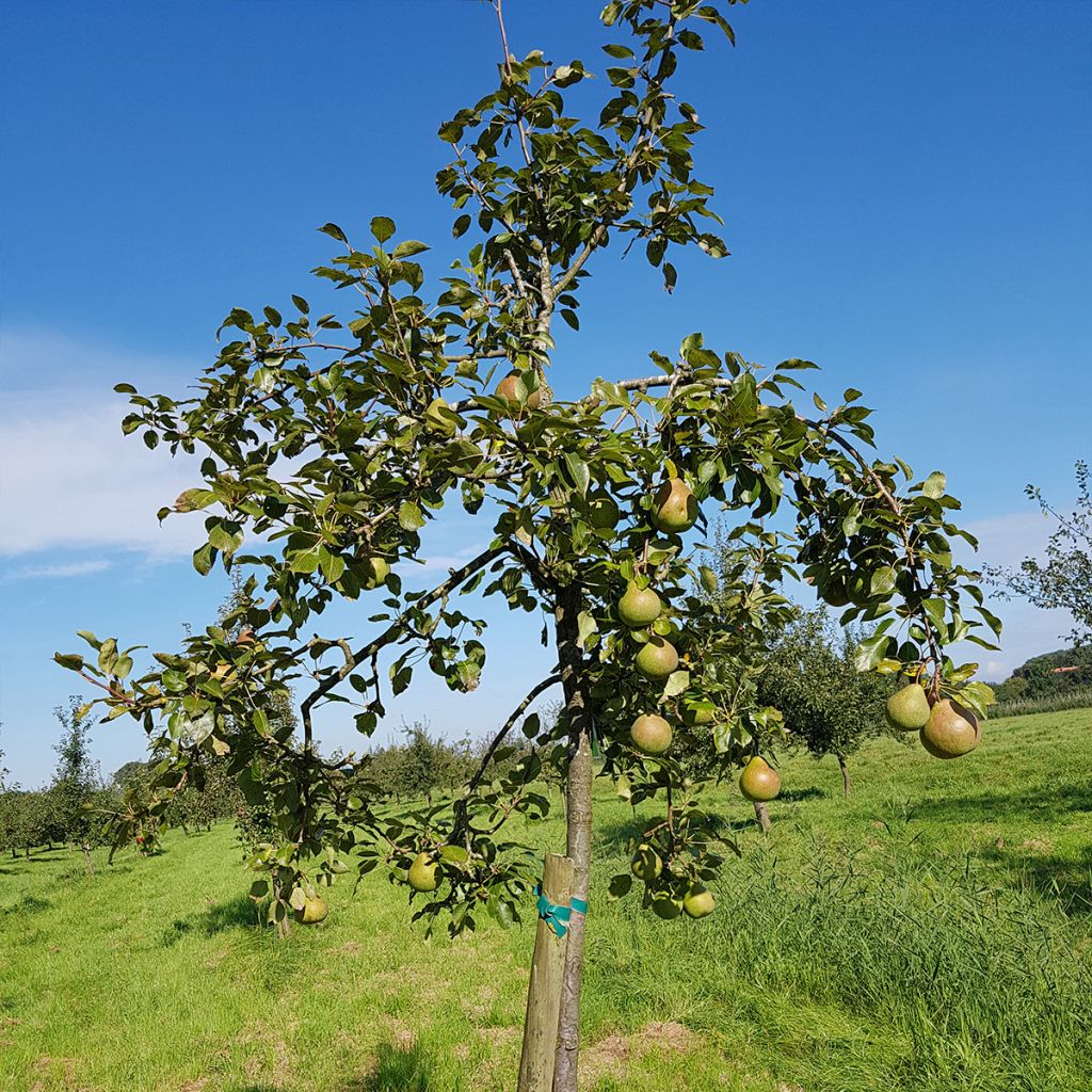 Poirier Saint Rémy - Pyrus communis Buisson en racines nues