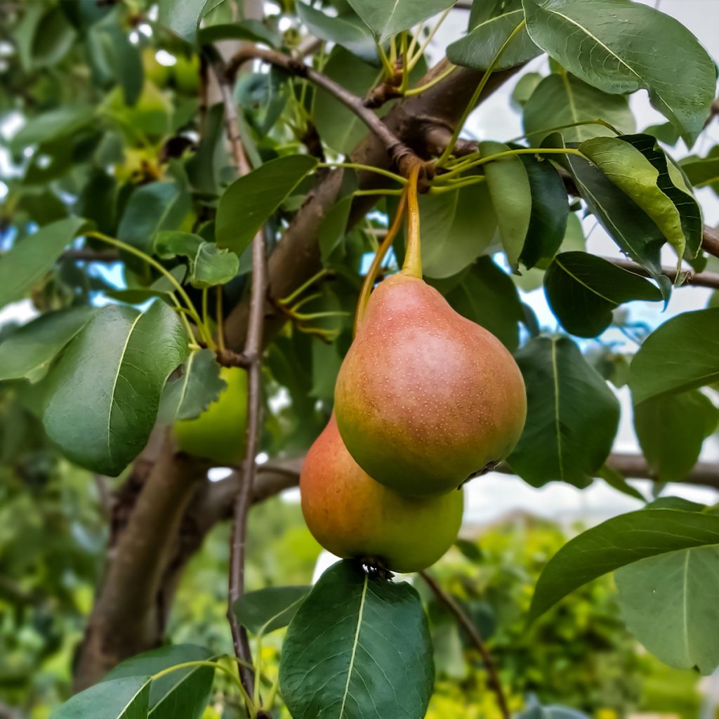 Birnbaum Sœur Grégoire - Pyrus communis