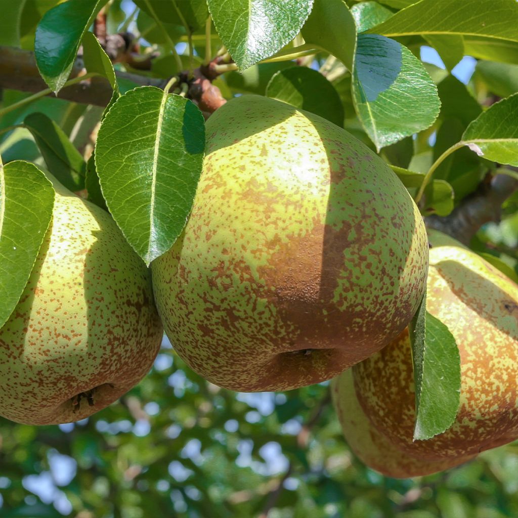 Birnbaum Soldat Laboureur - Pyrus communis