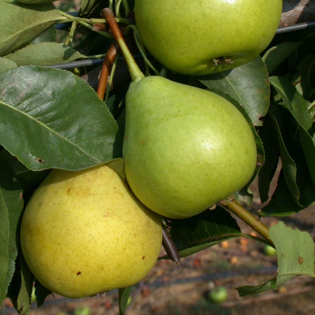 Birnbaum St Jean - Pyrus communis