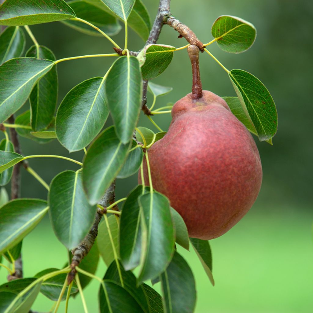 Birnbaum Stark Crimson ou Starkrimson Bio - Pyrus communis