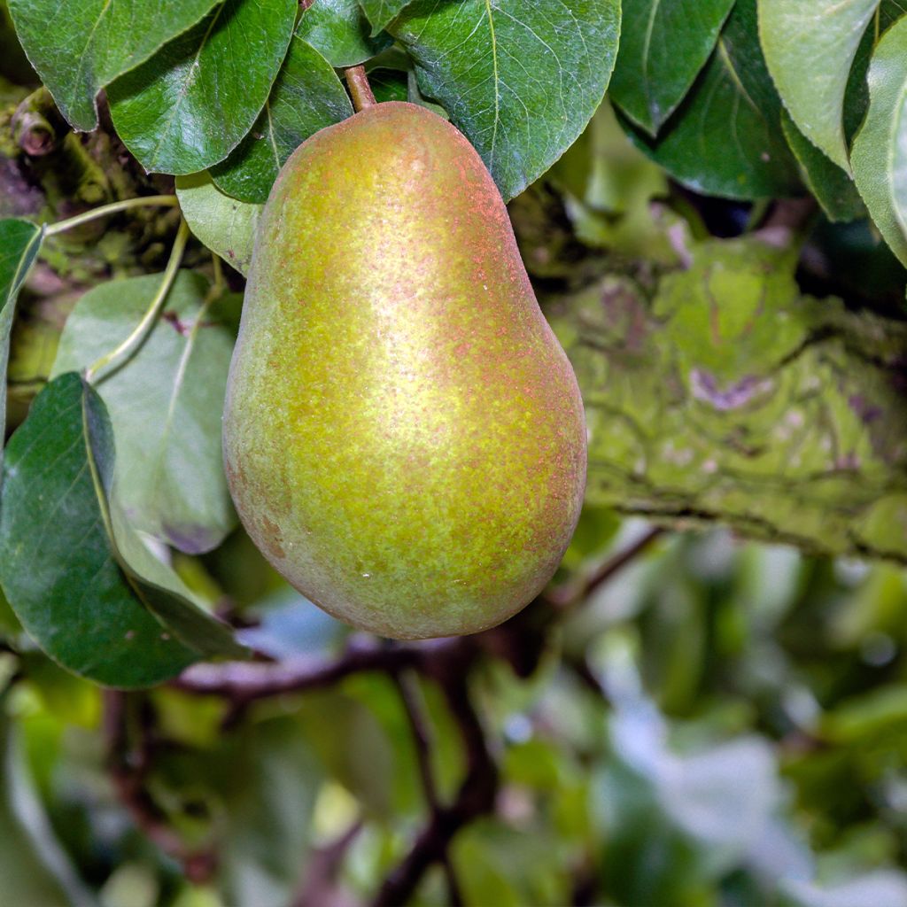 Poirier Triomphe de Vienne - Pyrus communis Buisson en racines nues