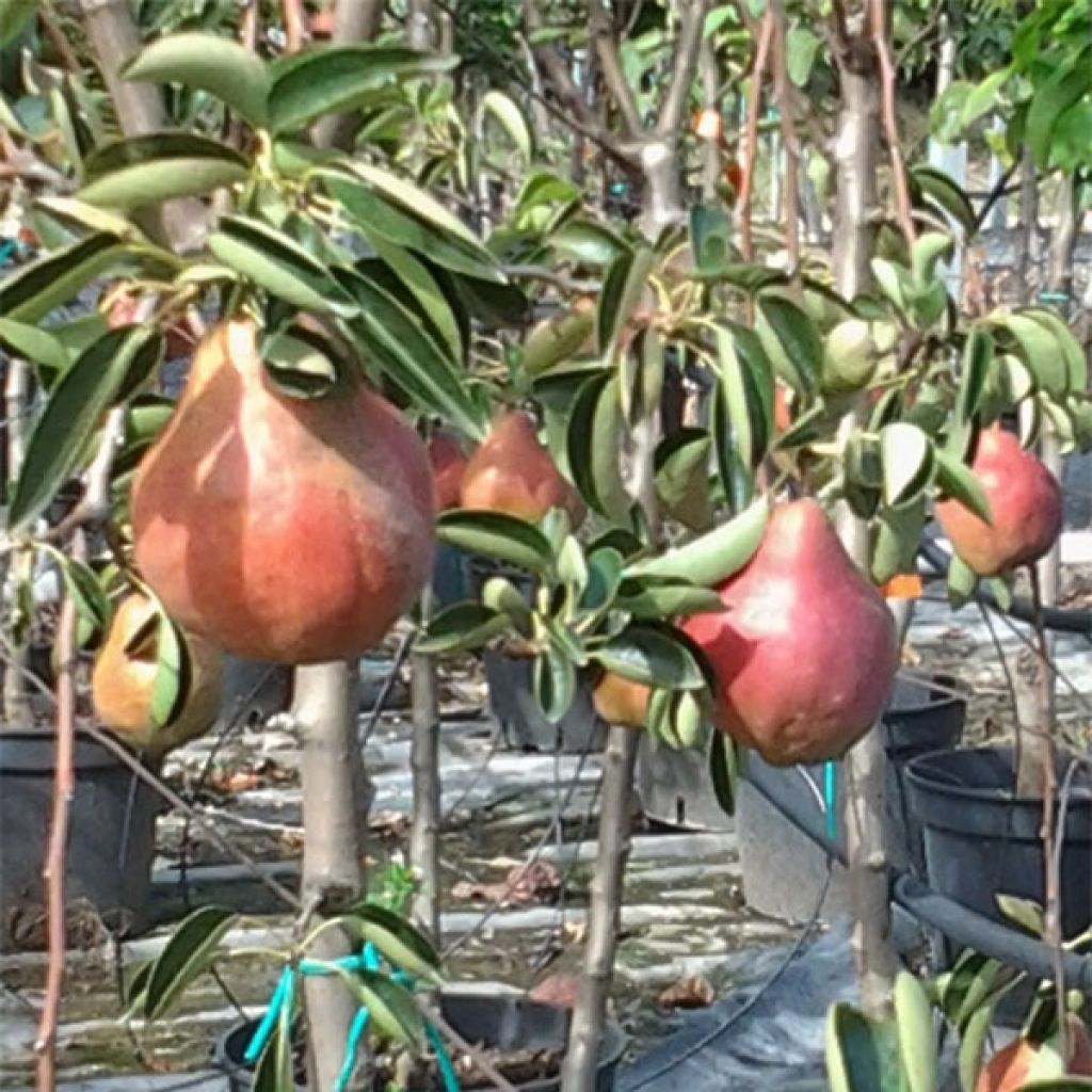 Birnbaum Rote Williams Bio - Pyrus communis