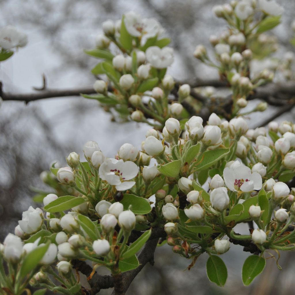 Birnbaum Williams - Pyrus communis