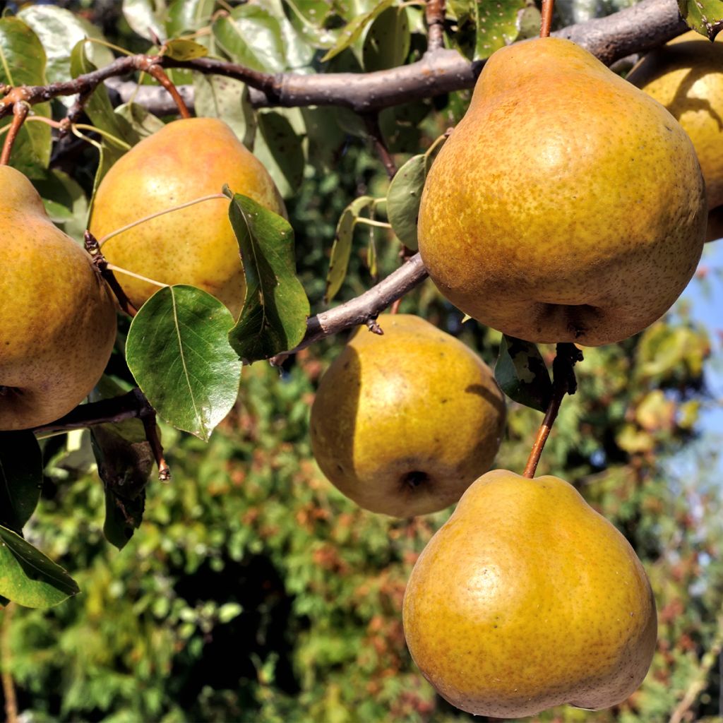 Zwergbirnbaum Delbard d'Automne Delsanne - Pyrus communis