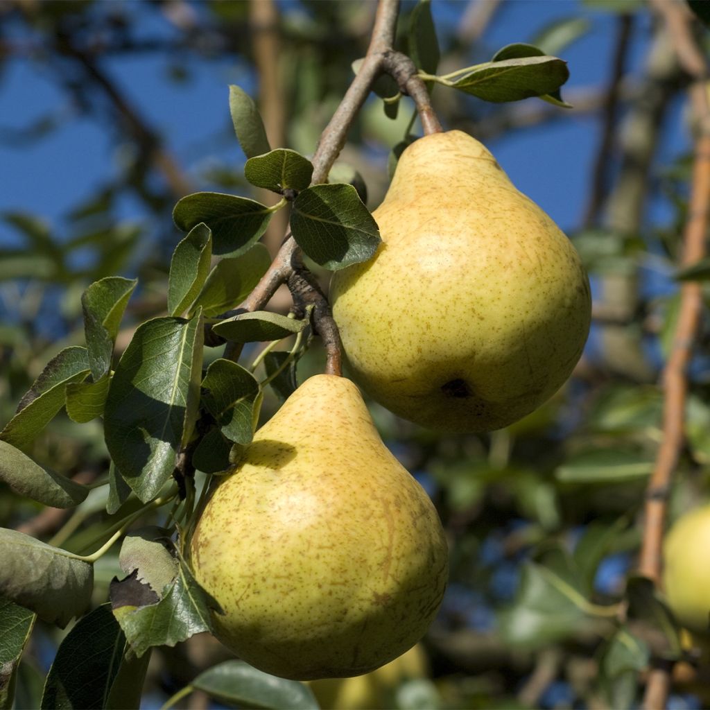 Zwergbirnbaum Fruit Me Pear Me Williams Bon-Chrétien - Pyrus communis